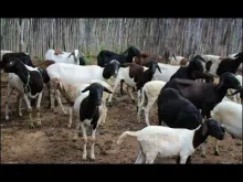 Embedded thumbnail for Sheep farming at Family Farm school ( FFS) Dom Fragoso