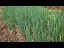 Embedded thumbnail for Productive Backyard: transforming the lives of peasant families