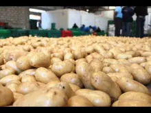 Embedded thumbnail for Planten van aardappelen voor het oogsten van hoop. 